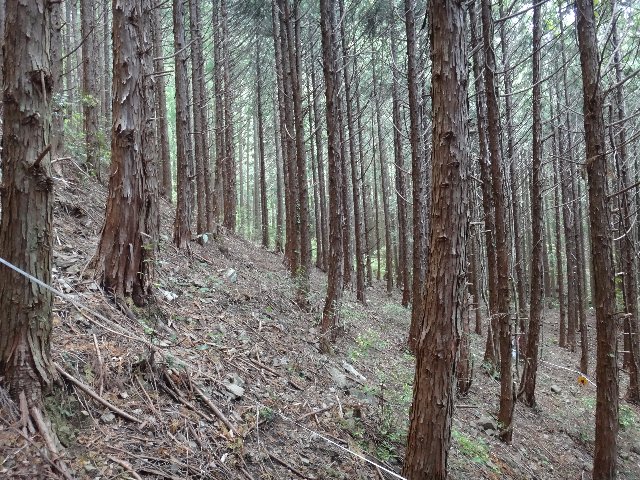 静岡県からのお知らせ 森の力再生事業の継続と森林 もり づくり県民税の課税期間の延長について 下田市