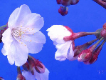 市の木(大島桜)