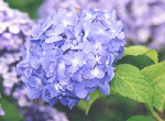 市の花(アジサイ)