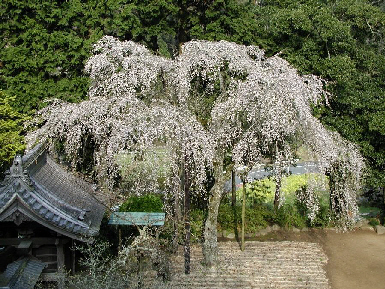 枝垂桜