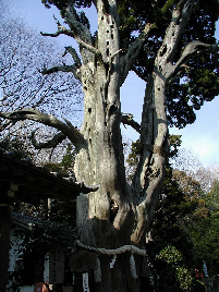 白浜神社のビャクシン樹林