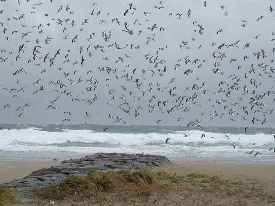白浜・鳥の大量発生