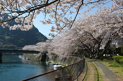 本郷公園の桜並木