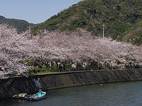 本郷公園の桜並木