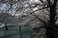 本郷公園の桜並木