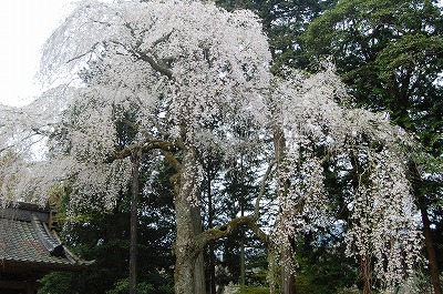 報本寺の枝垂桜