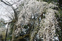 報本寺の枝垂桜