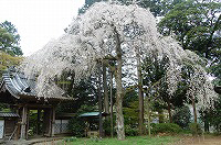 報本寺の枝垂桜