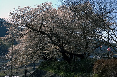 お吉桜