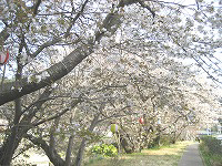 お吉桜