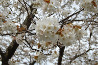 お吉桜