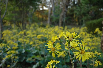 寝姿山のつわぶき