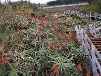 アロエの花祭り