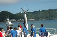 国際カジキ釣り大会