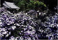 香りの花まつり