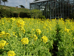 爪木崎花園で冬期に咲く菜の花
