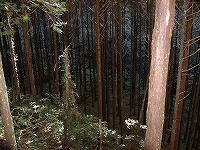 大平山遊歩道