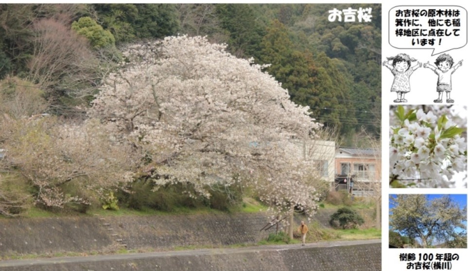 お吉桜30-09-01