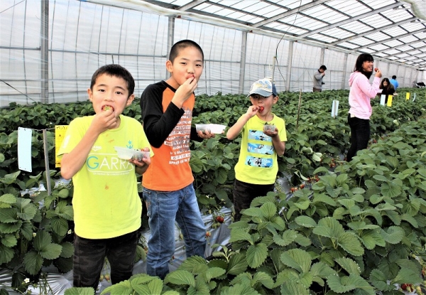 なごみ果園「いちご狩り」