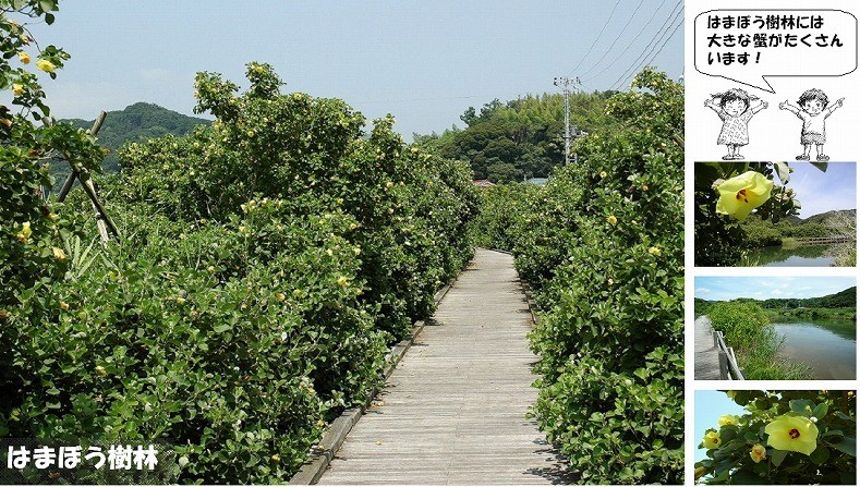 まち遺産（はまぼう樹林）