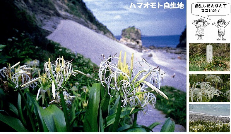 まち遺産（ハマオモト自生地）