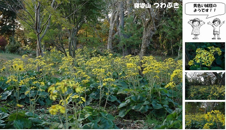 まち遺産（寝姿山のつわぶき）