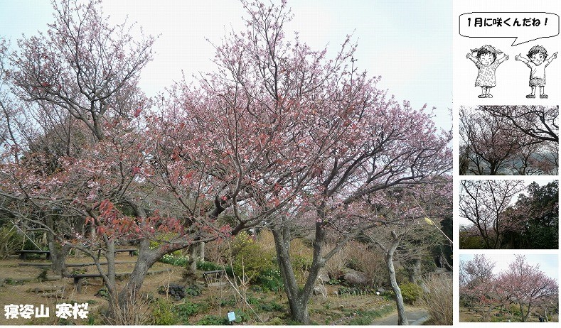 まち遺産（寝姿山の寒桜）