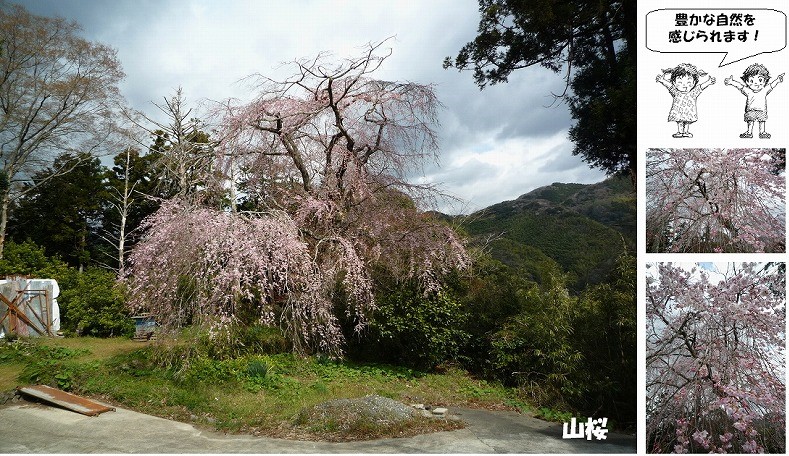 まち遺産（山桜）