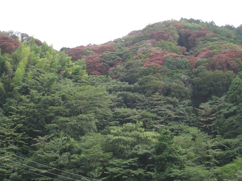 ナラ枯れ写真 ナラ枯れ写真