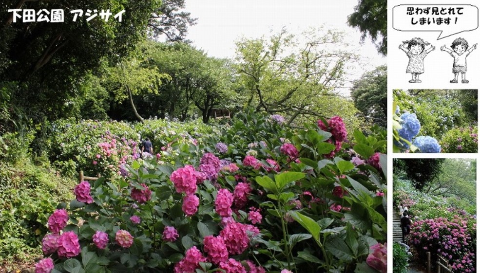 下田公園アジサイ30-08-31