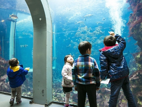 夜の水族館(下田海中水族館）