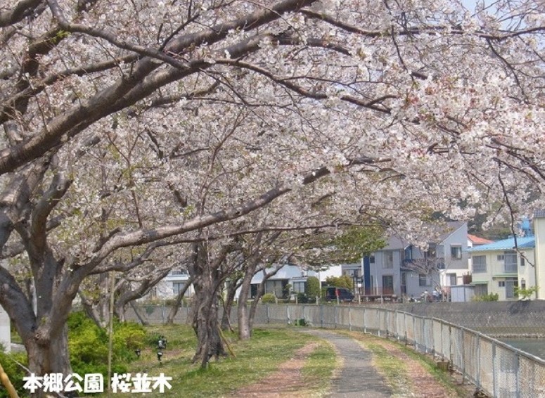 本郷公園桜並木30-08-30